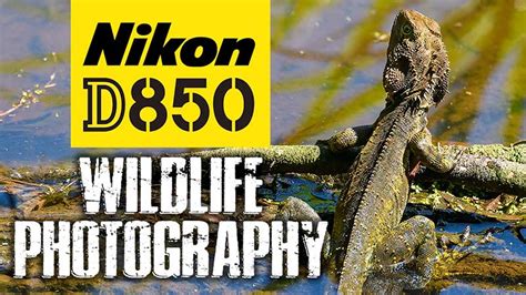 Nikon D850 Wildlife Photography | LOVE This Camera!