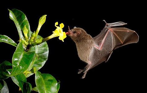 10 brilliant bat facts for kids | National Geographic Kids