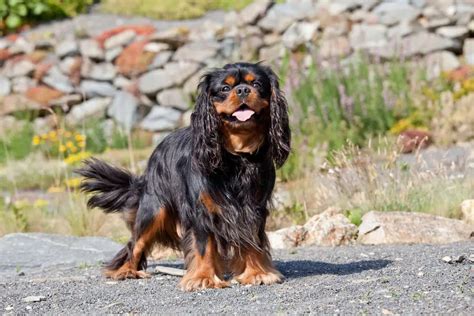 Cavalier King Charles Spaniel Mix Breeds: 21 of the Most Popular