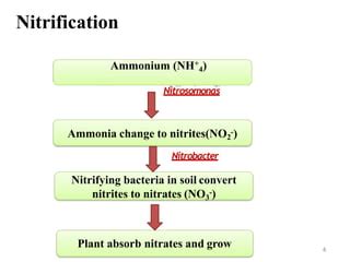 Nitrification process | PPT