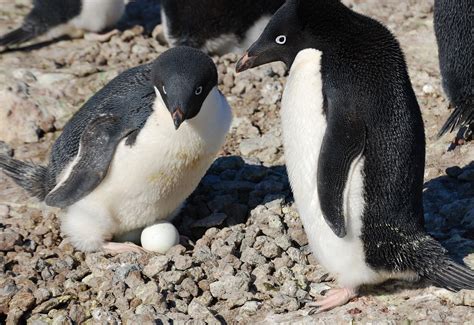 Multimedia Gallery - Penguin Science.com (Image 2) | NSF - National ...