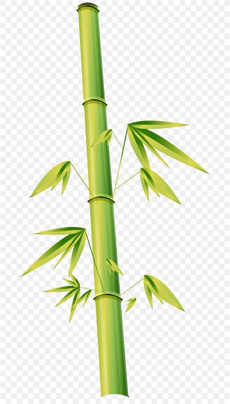 Bamboo Euclidean Vector Cartoon Illustration, PNG, 677x1439px, Bamboo ...