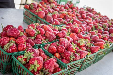 Strawberry picking in and around Toronto is a summertime tradition and ...