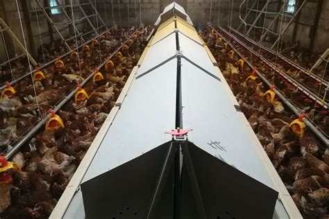 Poultry equipment manufacturer - Modern free range poultry systems ...