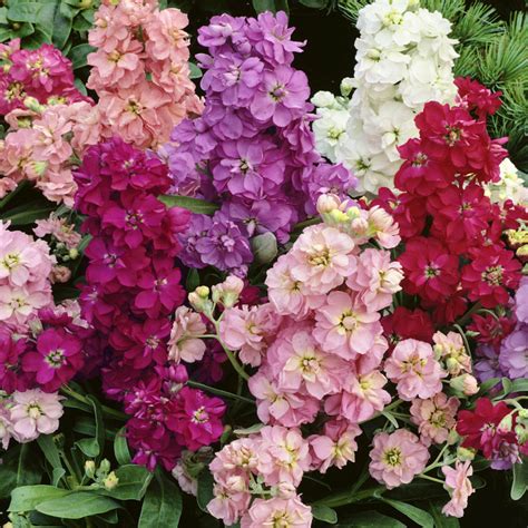 Levkoy Flower Seeds Stocks Mixed Matthiola incana Seeds Annual Flower ...