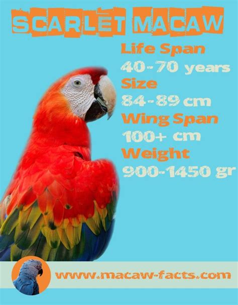 Lifespan Scarlet Macaw – Macaw Facts