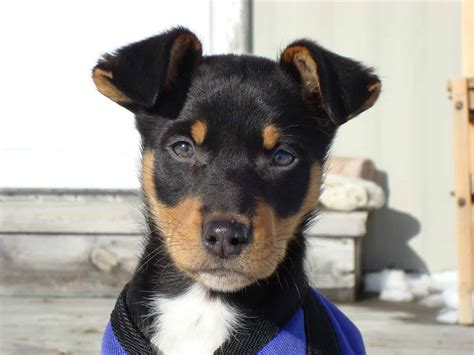 Australian Kelpie Breed Info and Care