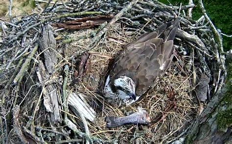 Bassenthwaite osprey lays clutch of eggs - The Keswick Reminder