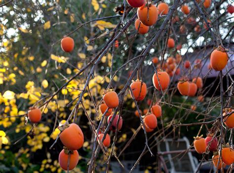 Tree Spotlight: Japanese Persimmon Hachiya - Canopy : Canopy