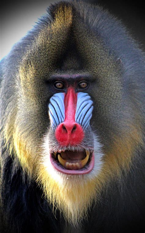 Mandrill Baboon