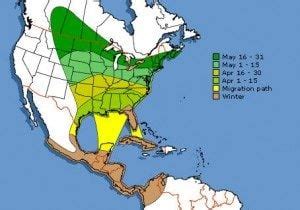 Baltimore Oriole Migration in the Southeast - Birds and Blooms