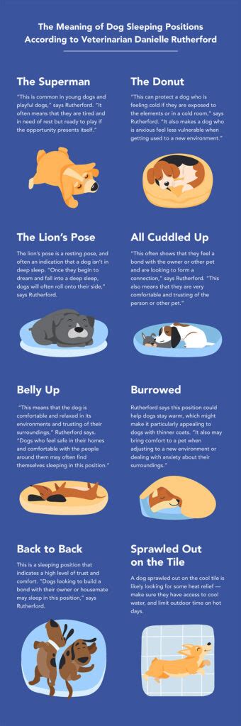 The Most Common Dog Sleeping Positions Explained | Sleepopolis