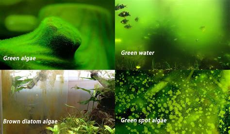 Common Algae in Freshwater Aquarium - hygger