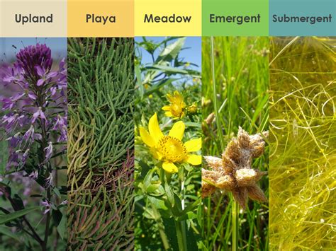 15+ marsh plants with an animal in their name - NiaillZidane