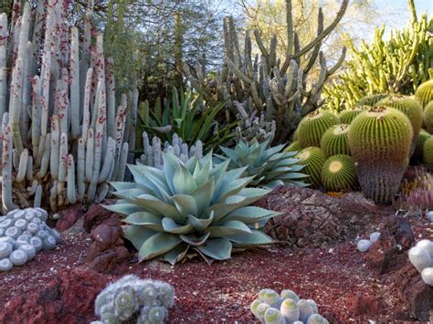 Best Desert Plants For Landscaping - Image to u