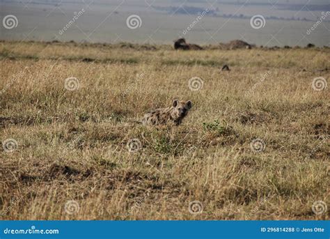 Spotted Hyena, Crocuta Crocuta, Also Laughing Hyena Stock Photo - Image ...