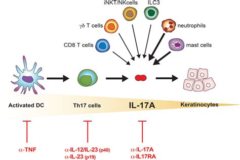 [10000印刷√] il-23 receptor signaling 340938-Il-23 receptor signaling ...