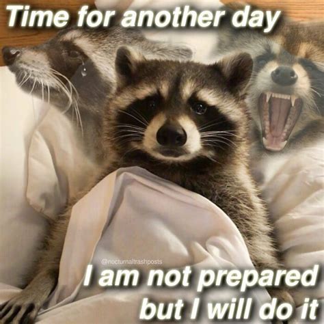 30 Hilarious Raccoon Memes