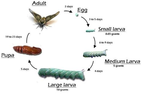 hornworm moth life cycle - Carmelita Santana