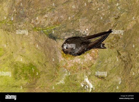 Swift bird nest hi-res stock photography and images - Alamy