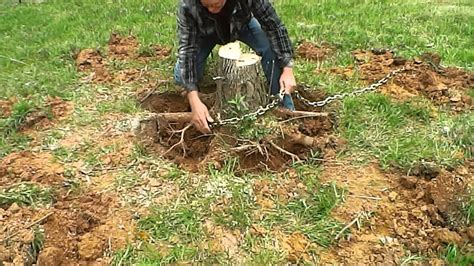 Diy Stump Removal Chemical - Tree Stump Killer Chemicals Reviews: 5 ...