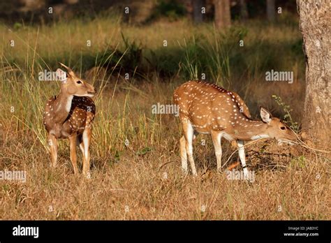 Spotted deer or chital (Axis axis) in natural habitat, Kanha National ...