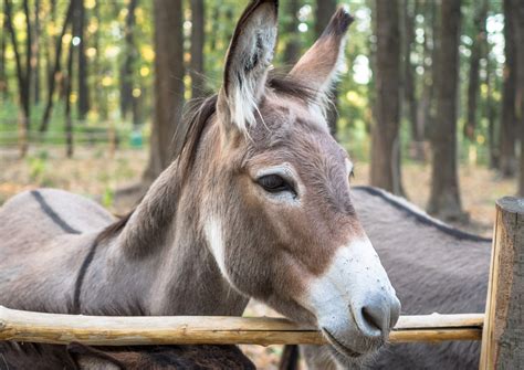 Donkeys are kid friendly farm animals – BestFarmAnimals