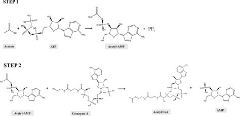 Acyl Coa Structure