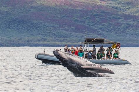 Eye-Level Whale Watching 2 Hour Eco-Raft Tour from Lahaina, Maui 2023