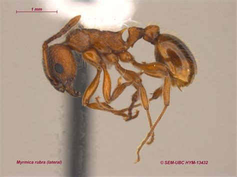 Myrmica