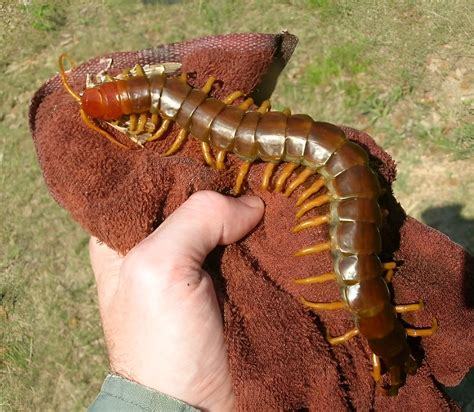 The Amazonian giant centipede : r/natureismetal