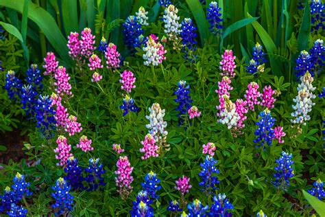 Bluebonnet Wallpaper Wildflowers - WallpaperSafari