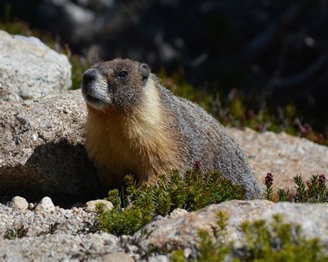 Yellow-Bellied Marmot - Facts, Diet, Habitat & Pictures on Animalia.bio