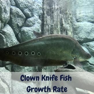 What Is The Clown Knife Fish Growth Rate? How To Foster Them