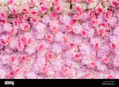 Pink roses background / Pink roses wallpaper Stock Photo - Alamy