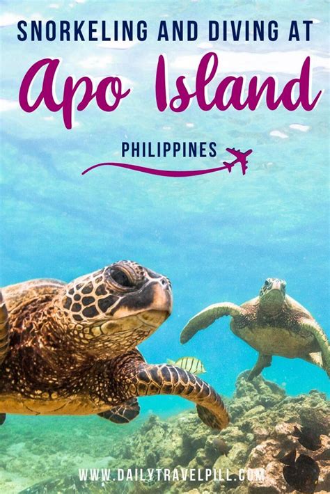 A guide to Apo Island - Snorkeling & Diving with the turtles - Daily ...