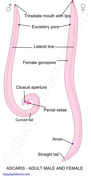 Ascaris Lumbricoides Structure