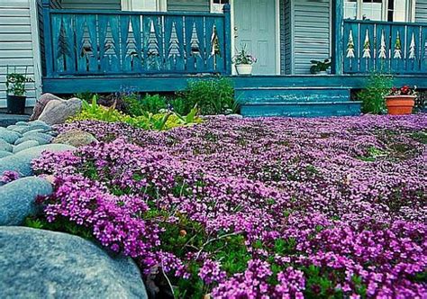 Creeping Thyme bulk pack ground cover, 4000 seeds, fragrant herb, pink ...