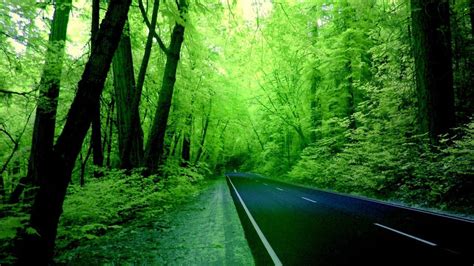 Beautiful Nature Image Green Forest HD desktop wallpaper