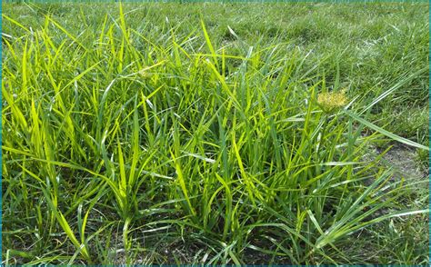 Nutsedge: Causes and How We Can Treat It - Fairway Green Inc.