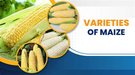 Maize Cultivation and Varieties of Maize Crop in India