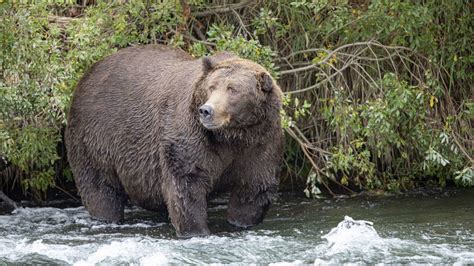 Katmai National Park Fat Bear Week 2020 | Mental Floss