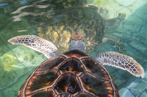 sea-turtle-conservation-centre