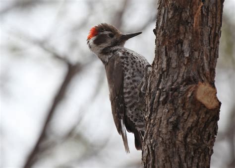 The Azure Gate: Arizona Woodpecker