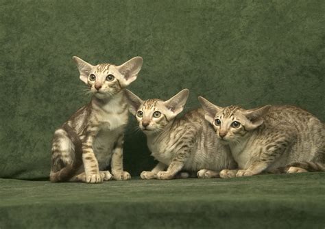 Oriental Kittens For Sale | Oriental Cat Qualities | Oriental Cat Sale