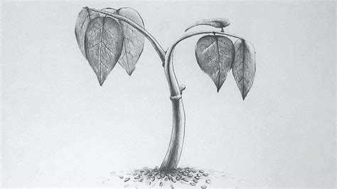 Drawing a small plant by pencil. | Plant sketches, Nature sketch, Sketches