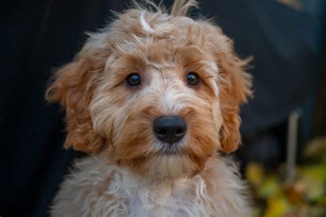 8 Best Cockapoo Haircuts For Your Doggo (Pictures Included)