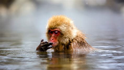 Snow monkeys go fishing to survive during the winter - Earth.com