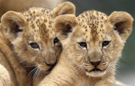 2 rare Barbary lion cubs born in Czech zoo