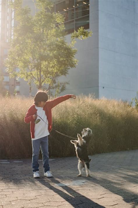 Child Training Dog To Stand on City Street · Free Stock Photo